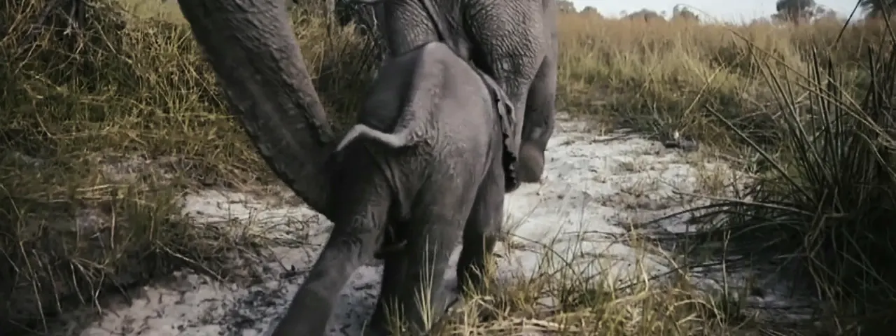 Elephants walking across open African grassland under a pale sky, a still from the PPC brand essence film.